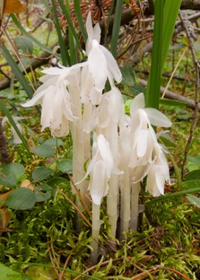 Indian pipe group - IMG_0691