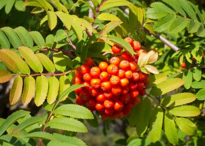 Red berries of Rowan mountain ash at SanSuzEd - IMG_1042