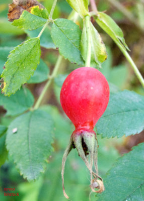 Rose hips - IMG_1071