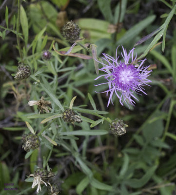 Spotted knapweed flower near a small dump in woods - IMG_1081