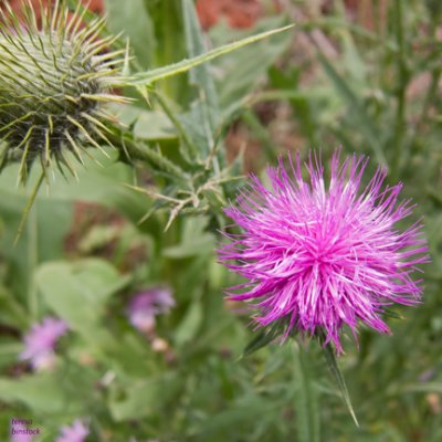 Bull thistle flower and sepal near dump at SSE - IMG_1150 