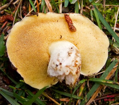 Mushroom that had broken loose - IMG_1333