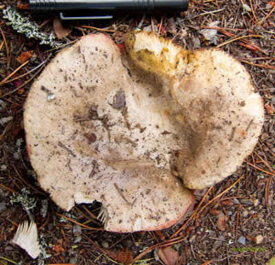  Large mushroom - IMG_1330