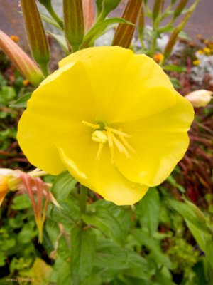 Evening primrose in autumn - IMG_1854 