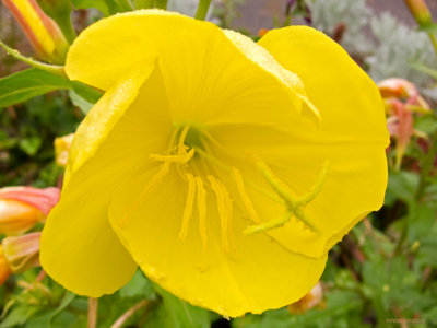 Evening primrose in autumn - IMG_1856 