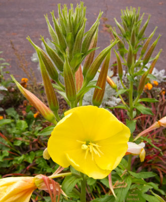 Evening primrose and its plant in autumn - IMG_1851 