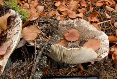 Size - Large mushrooms break ground - IMG_1987b 