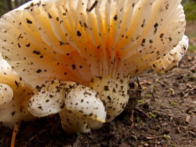 Gills of delicate mushroom - IMG_1917
