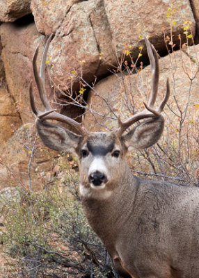 Male deer near Brynwood - P1080922 