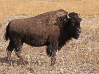 Bison in Yellowstone 2010