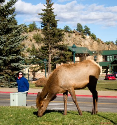 Elk in downtown Estes Park - IMG_2141 