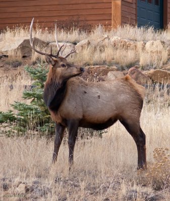 Bull elk by condo in Estes Park - P1080978 