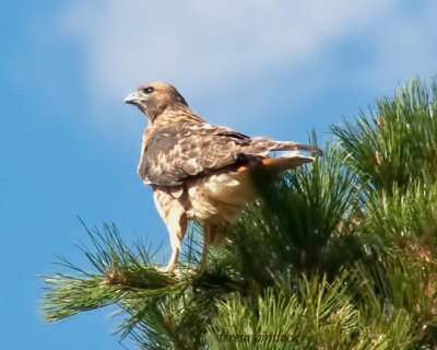 z3 P1090595b Red tailed hawk in yon tree - cropped