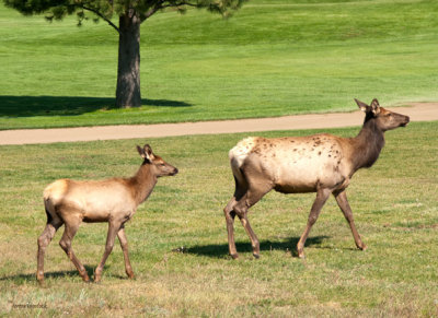 z IMG_1374 Elk - young mother & her calf