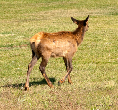 z IMG_1376 Young elk walking