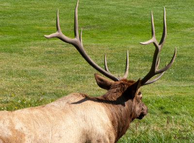 z IMG_1380 Elk in rut - walking with determination