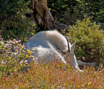 zP1010969 Mountain goat resting near Hidden Lake Trail in Glacier National Park.jpg