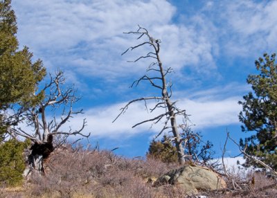 zP1030685 Trees who live with wind in RMNP.jpg