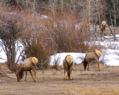 zP1030828 Elk grazing in RMNP.jpg