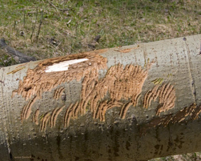 zP1040836 Elk marks on fallen aspen tree.jpg