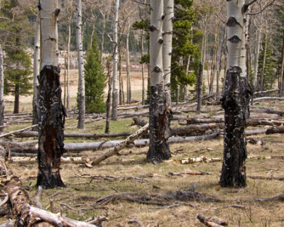 Endo Valley in Rocky Mountain National Park