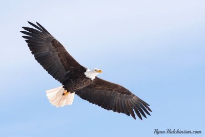 eagles01.jpg