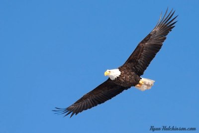 eagles13.jpg