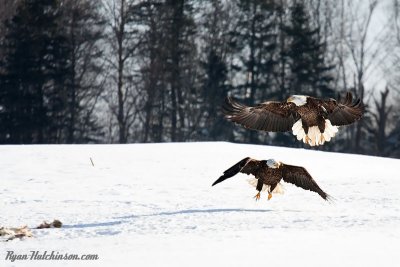 eagles14.jpg