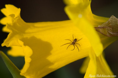 spider.jpg