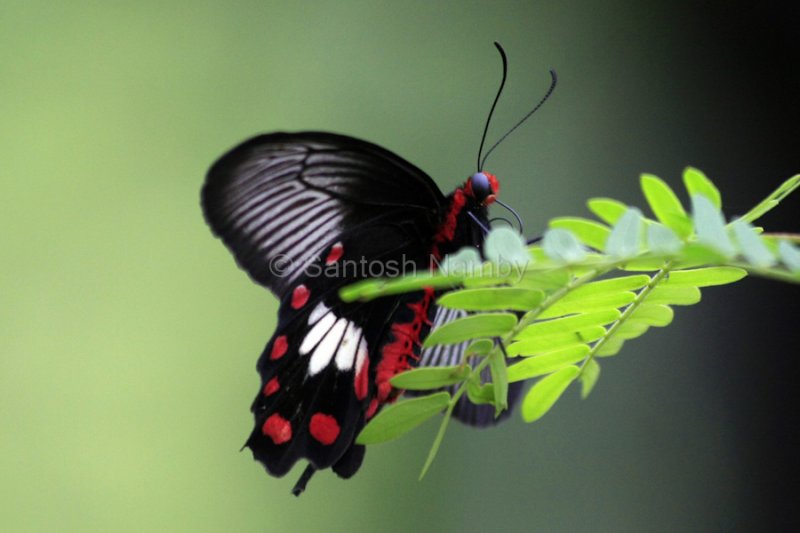 Common Rose