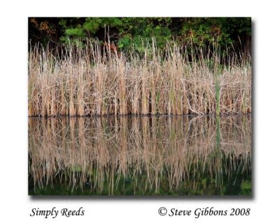 Simply Reeds