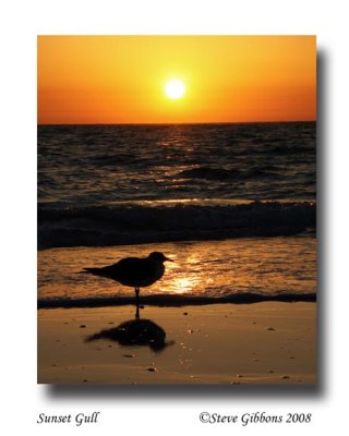 Sunset Gull