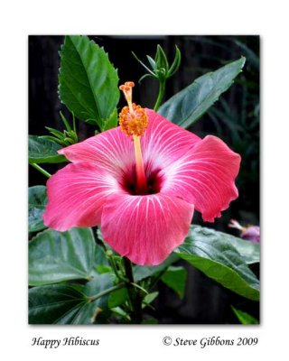 Happy Hibiscus