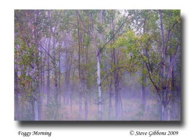 Foggy Morning