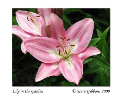 Lily in the Garden