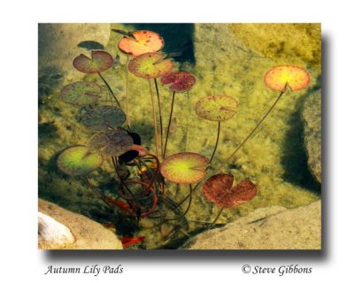 Autumn Lily Pads