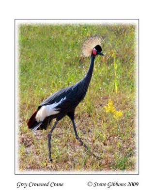 Grey Crowned Crane