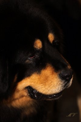g1/32/617832/3/111269984.VDRj3cey.jpg