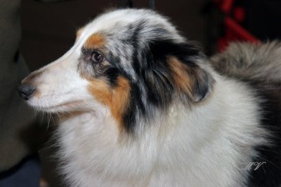g1/32/617832/3/111308582.Iurnd7WM.jpg