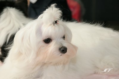 g1/32/617832/3/111308583.idyJ1v6d.jpg