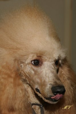 g1/32/617832/3/111308590.Xxd0Jwmn.jpg
