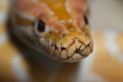 Tijgerpython albino