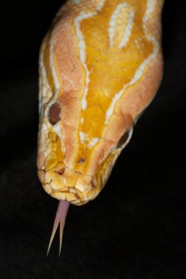 Tijgerpython albino