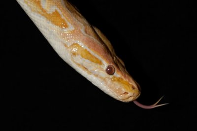 Tijgerpython albino