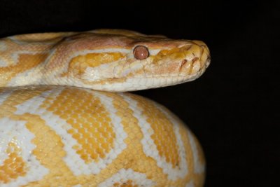 Tijgerpython albino