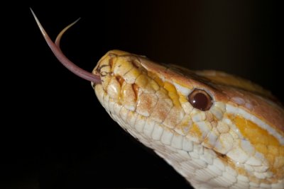 Tijgerpython albino