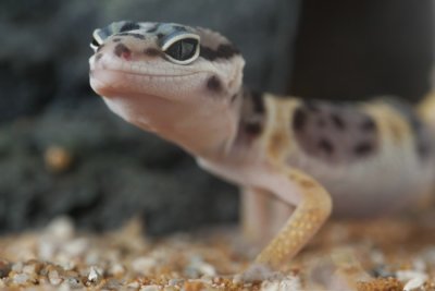 Luipaardgekko