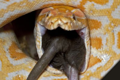 Tijgerpython albino