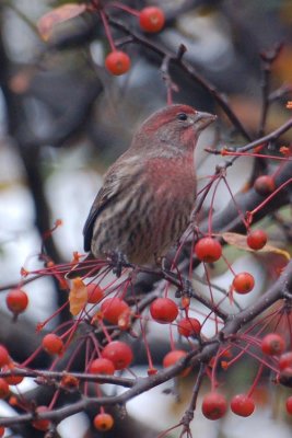 House Finches