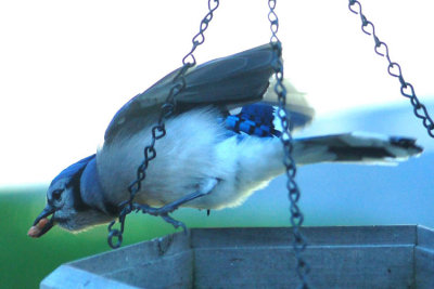 Blue Jay 6